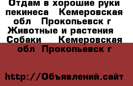 Отдам в хорошие руки пекинеса - Кемеровская обл., Прокопьевск г. Животные и растения » Собаки   . Кемеровская обл.,Прокопьевск г.